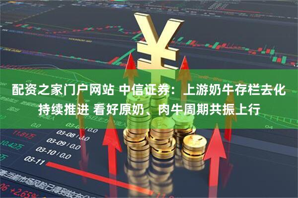 配资之家门户网站 中信证券：上游奶牛存栏去化持续推进 看好原奶、肉牛周期共振上行